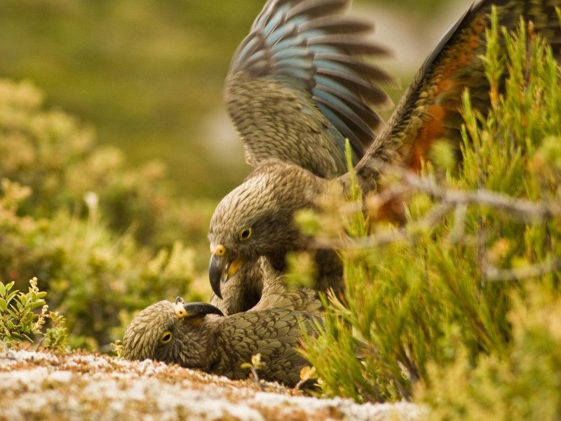 Two kea playing together. Image: Raoul Schwing 