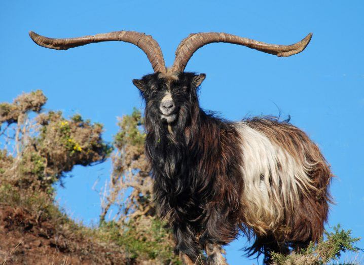Billy goat from feral herd in Mulranny, Co Mayo, Ireland. Image: John Joyce
