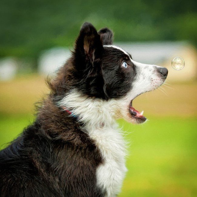 Dog and a bubble. Image: Connie Fore/Comedy Pet Photo Awards