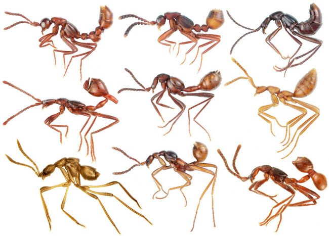 This image shows nine convergent rove beetle genera that have evolved to look like different army ant species. Top row, left to right: Weissfloggia, Ecitocryptus, Ecitoglossa. Middle row: Aenictoteras, Giraffaenictus, Pseudomimeciton. Bottom row: Dorylogaster, Diploeciton, Aenictolixa. Image: Munetoshi Maruyama and Joseph Parker