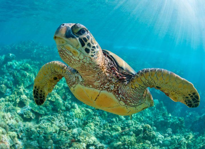 A turtle going for a swim. Image: tropicdreams/Shutterstock
