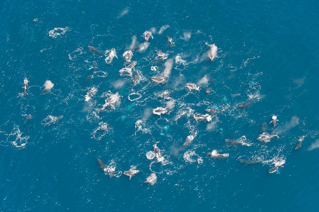 Humpback whales South Africa