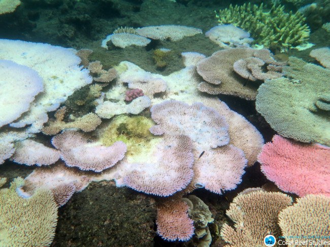Bleaching evidence at Mission Beach reefs. Image: Bette Willis