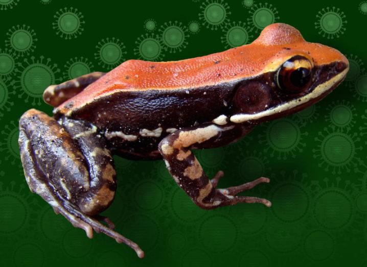 The South Indian frog Hydrophylax bahuvistara. Image: Sanil George and Jessica Shartouny.