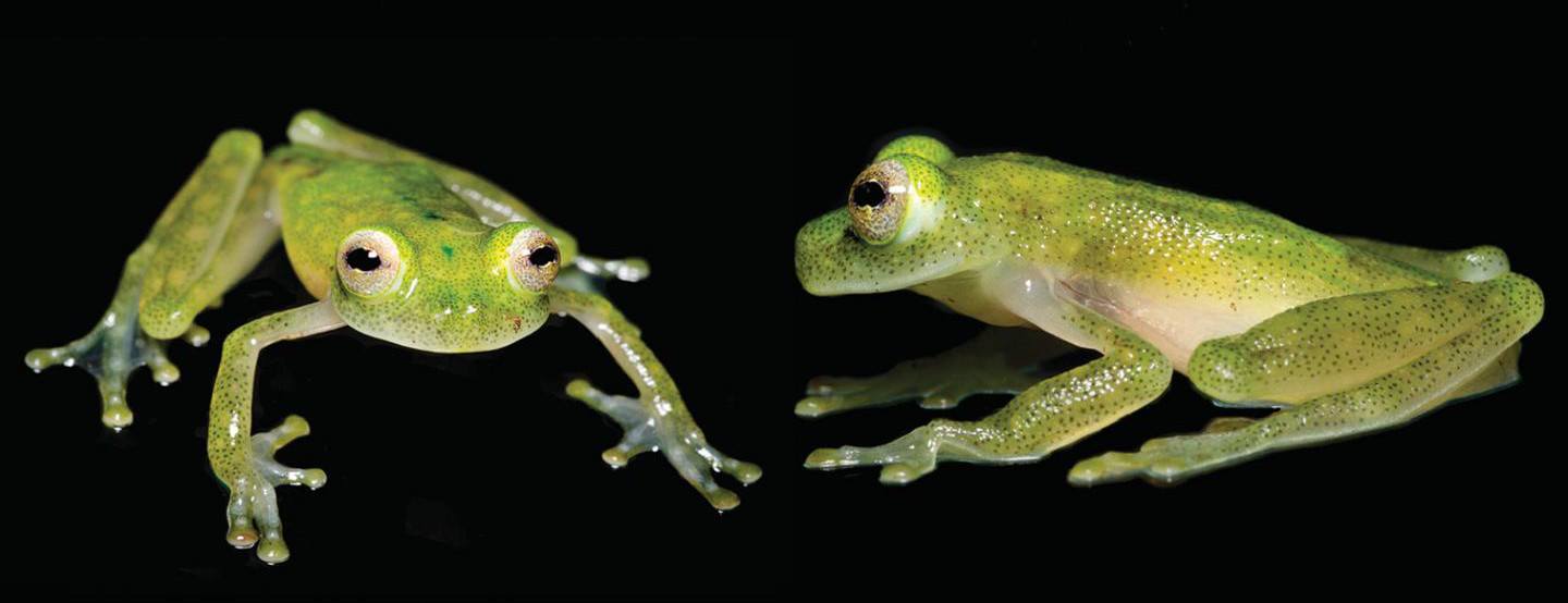 Juvenile of the new glass frog species (Hyalinobatrachium yaku) in life. Image: Jaime Culebras/Ross Maynard/CC-BY 4.0