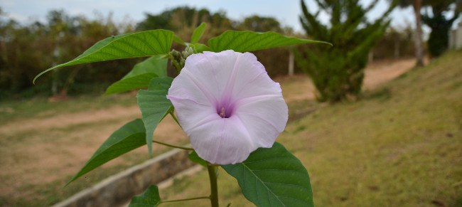 This Tibouchina urvilleana Melastomataceae is from the same family as the extremely rare Blakea attenboroughii