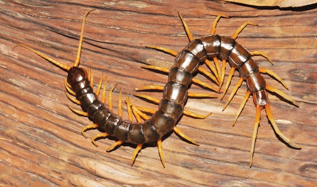 Scolopendra cataracta. The largest reported centipede, with a maximum recorded body length of 20cm. Image: Siriwut, Edgecombe and Panha