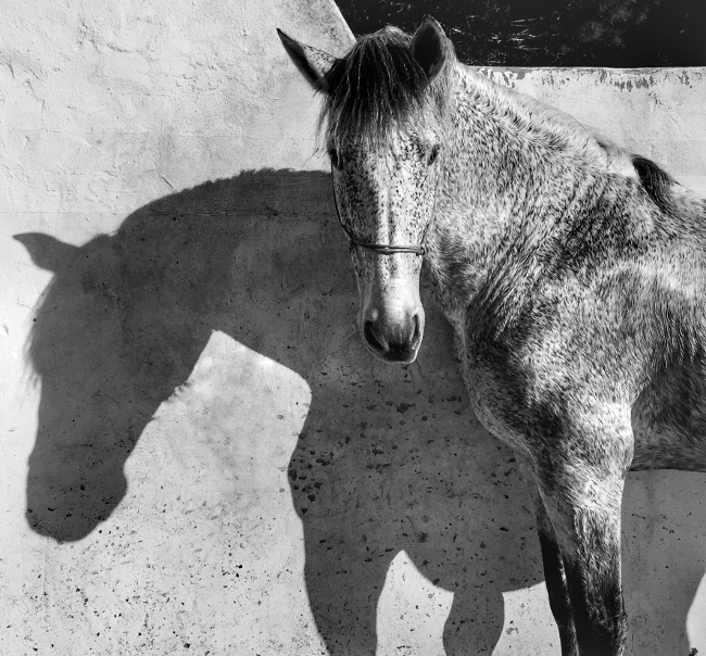 Francesca Tonegutti, Italy. 1st place, animals category, IPPA.