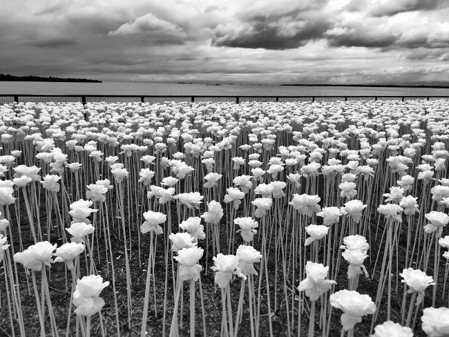 Sidney Po, Philippines. 1st place, flowers category, IPPA. 