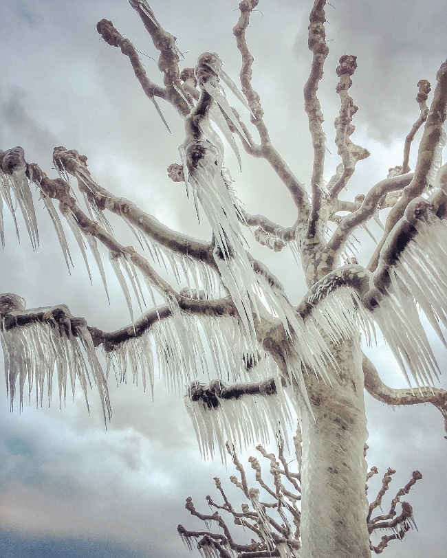 Magali Chesnel, France. 1st place, trees category, IPPA.