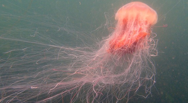 Lion’s mane jellyfish in Dingle harbour. Photo: Nuala Moore
