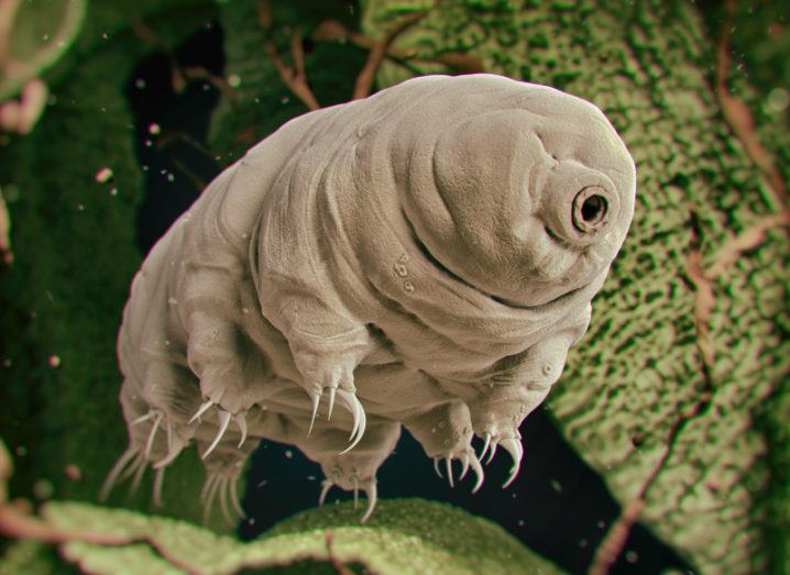 A tardigrade, or water bear. Image: 3Dstock/Shutterstock