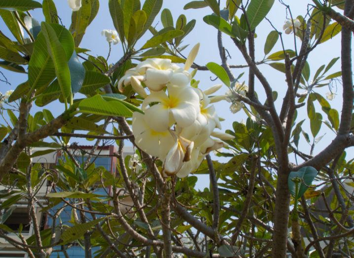 White flowers