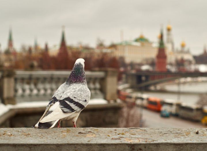 Pigeon overlooks Kremlin
