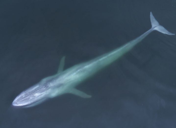 Blue whale