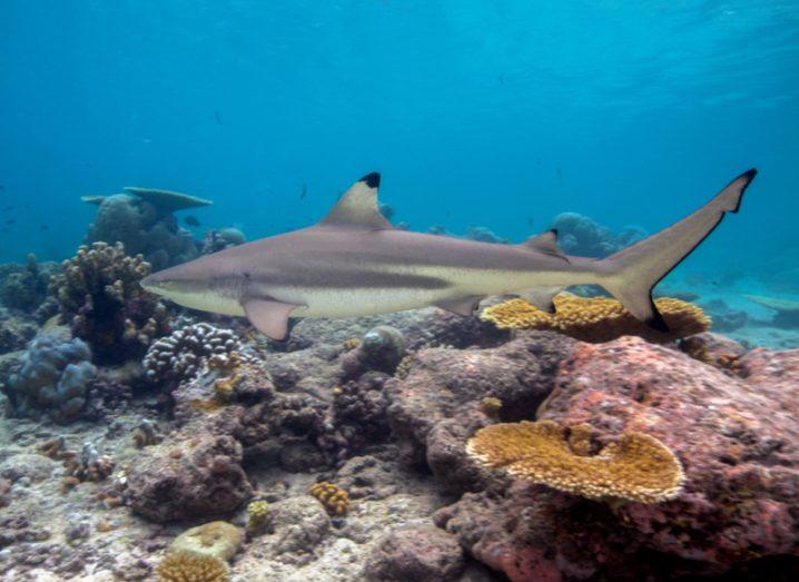Blacktip Reef Shark.