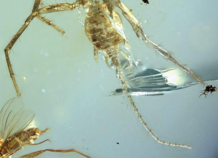 Spider with a tail discovered in 100m-year-old amber