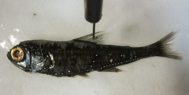 Spotted lanternfish