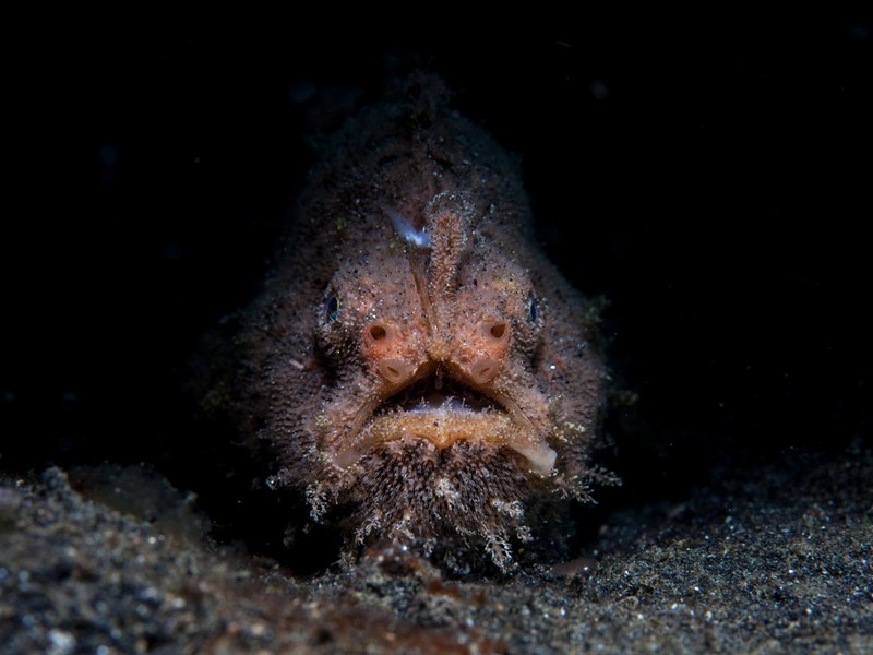 Scientists stunned to capture first mating footage of bizarre anglerfish