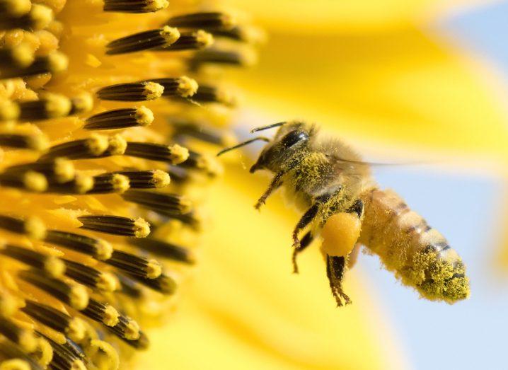Bees even more under threat from climate change than we thought