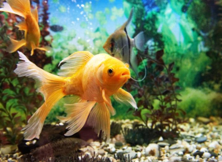 The curious case of how a casino’s database was hacked by a fish tank