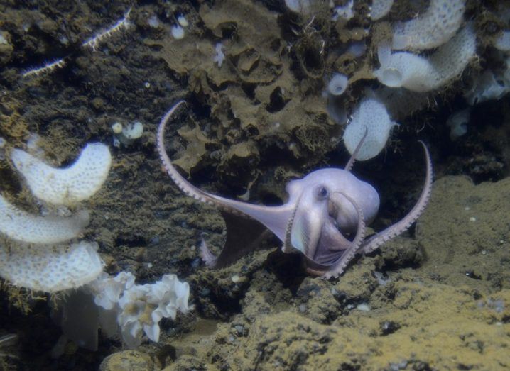 Scientists shocked to find 100 octopus mums in most bizarre of places