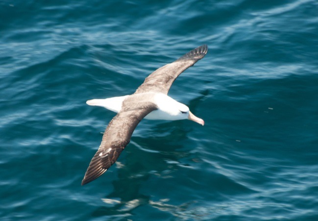 Gliding albatross