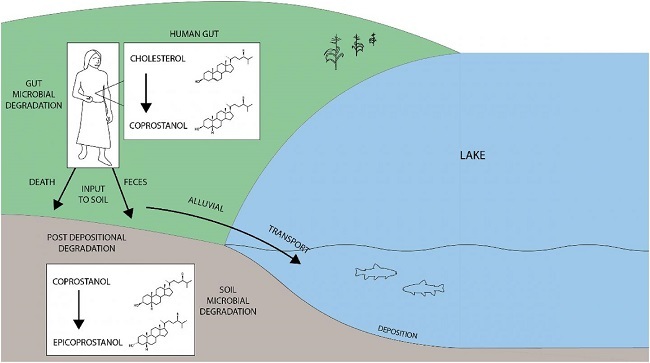 Schematic of how faecal matter deposits in a lake