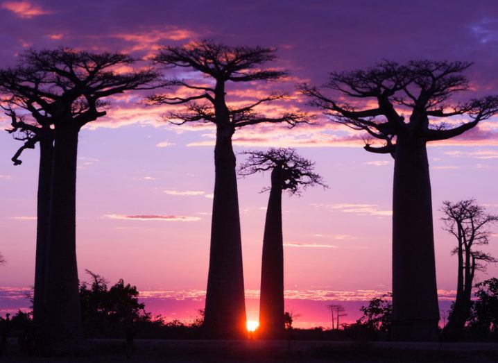Row of baobab trees