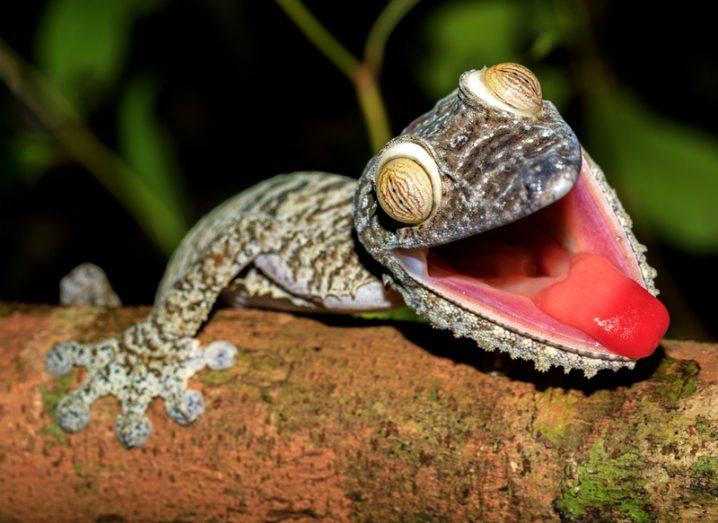 A giant leaf-tail gecko. Image: Artush/Shutterstock