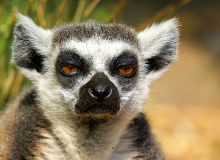A very, very grumpy ring-tailed lemur