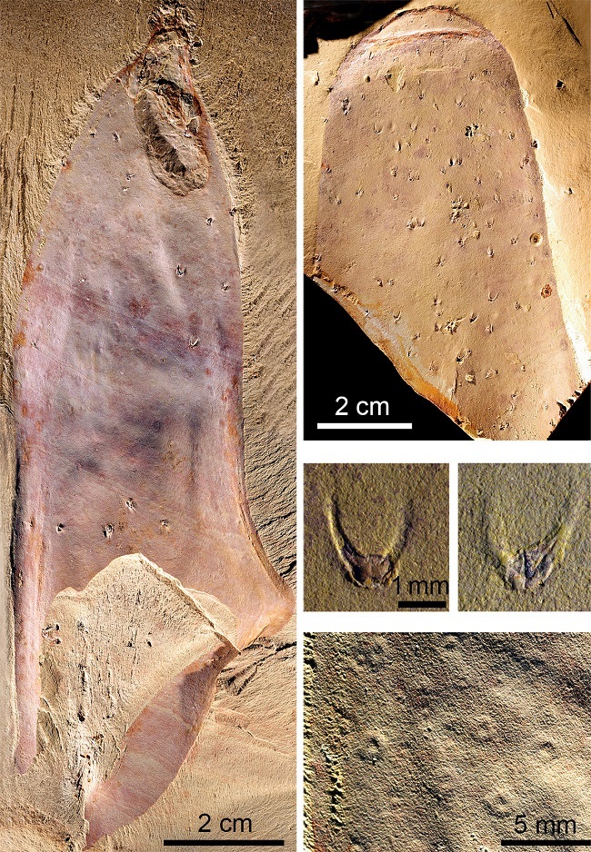 Marine fossil sample