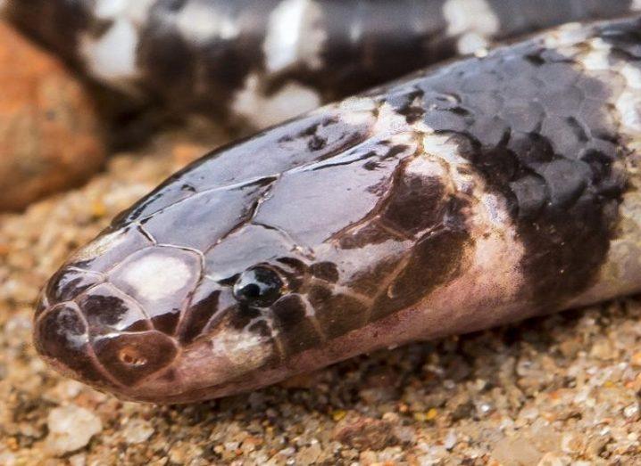 Close-up of the newly discovered bandy-bandy snake