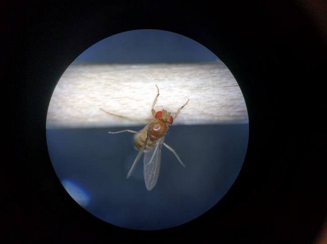 Infected fruit fly