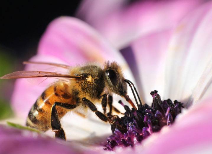A honeybee feeding on pollen from a pink flower.