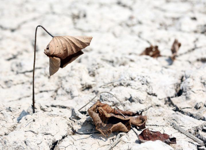 Withered flower in dry ground