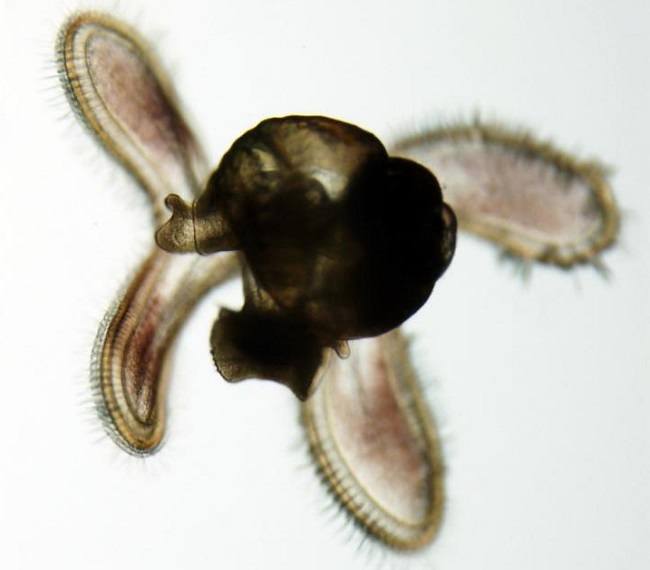 Sea snail close-up