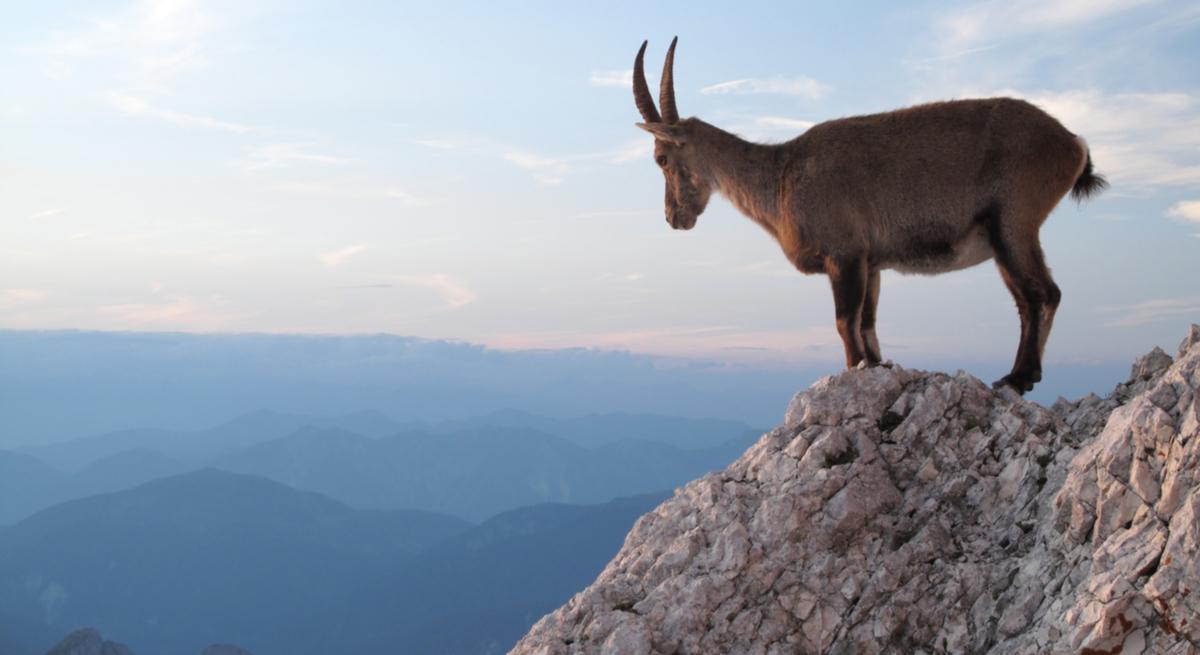 A mountain goat perched on a rock representing a person finding a steady footing and looking to the future.