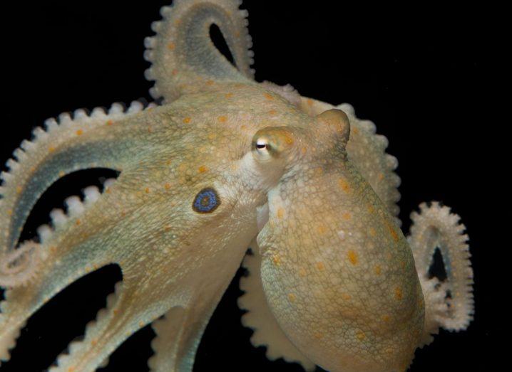 Octopus bimaculoides, the species that was used in the experiment.