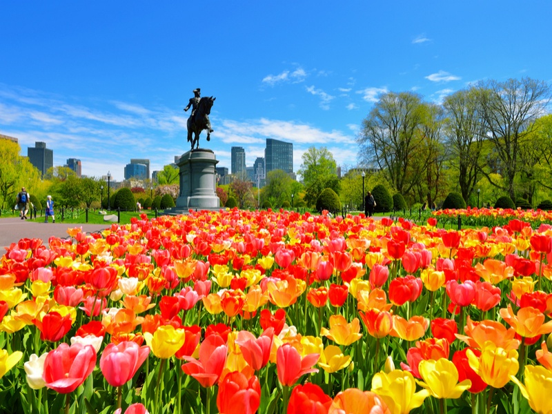 George Washington statue in Boston surrounded by colourful red, yellow and orange tulips.