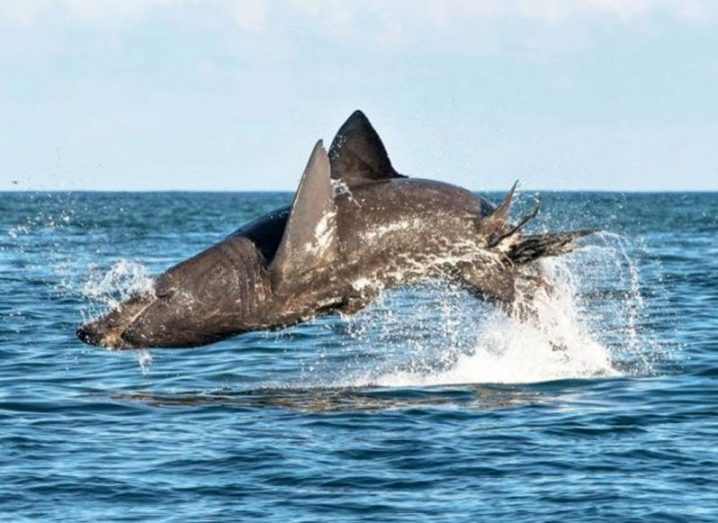 A basking shark breaching the water.