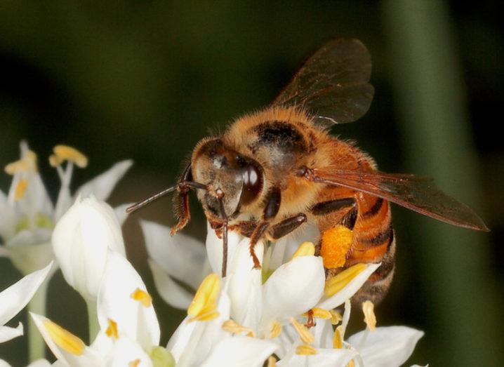 A honeybee resting on a white flower.