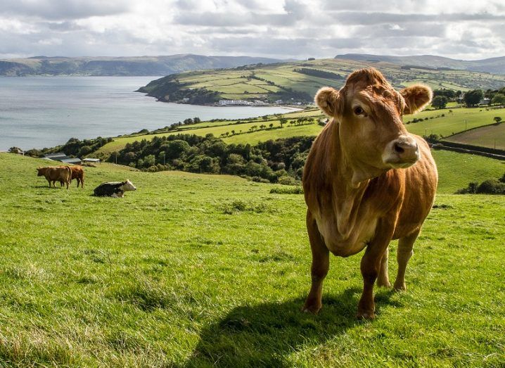 Brown cow looking in the distance against backdrop of green fields and rugged coastline.