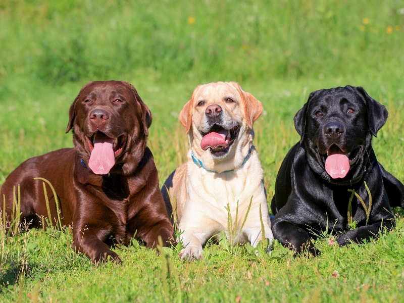 A chocolate, golden and black Labradors with tongues out, lying on a field.