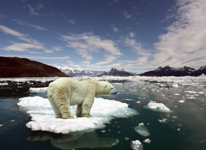 Polar bear standing on a shrinking ice island near a glacier.