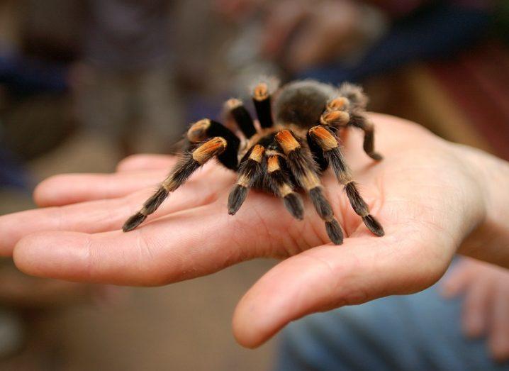 Hand outstretched with a brown and orange tarantula spider on it.