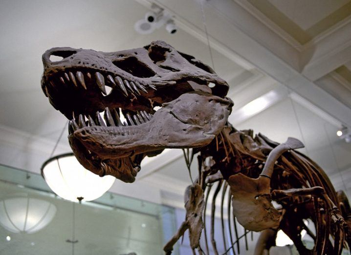 Fossilised bones of a large dinosaur on display in a museum.