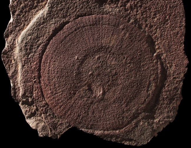 The disc-shaped fossil of a eldonid.