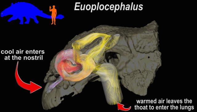 Diagram showing the nasal air-conditioning in Euoplocephalus.