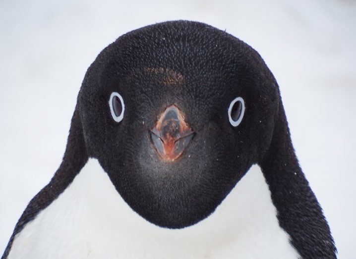 Close-up of an Adélie penguin's face against a snow background.
